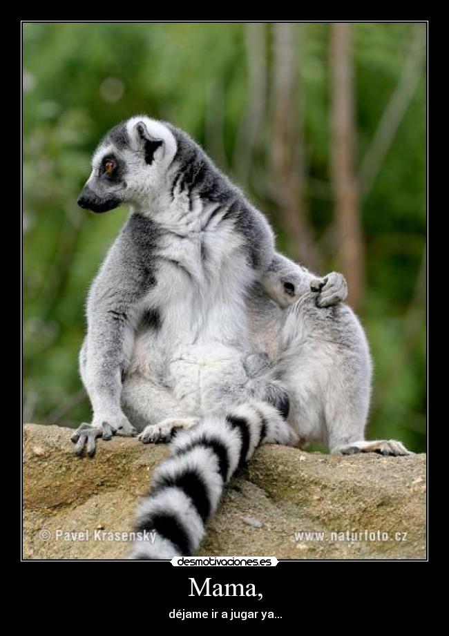 carteles lemur desmotivaciones