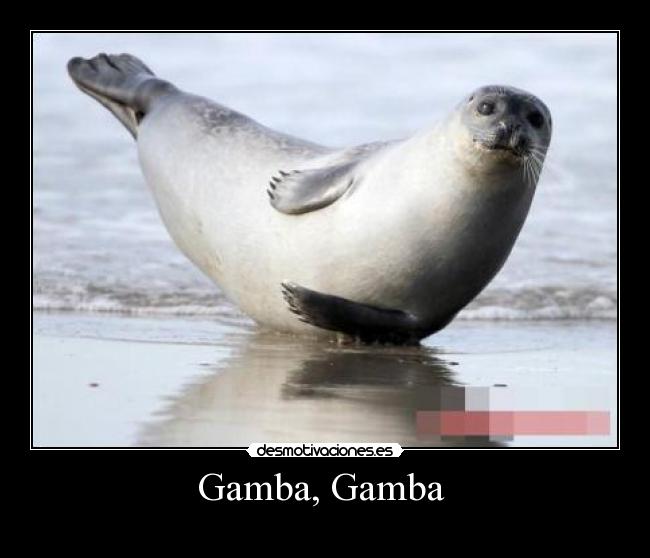 Gamba, Gamba  - 