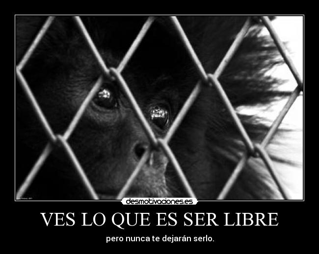 VES LO QUE ES SER LIBRE -