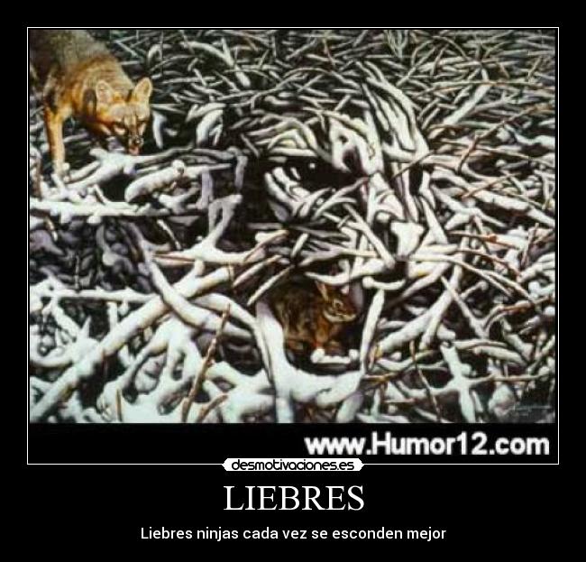 LIEBRES - Liebres ninjas cada vez se esconden mejor