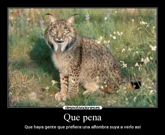 Que pena - Que haya gente que prefiera una alfombra suya a verlo así