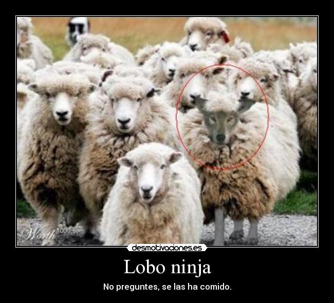 Lobo ninja - No preguntes, se las ha comido.