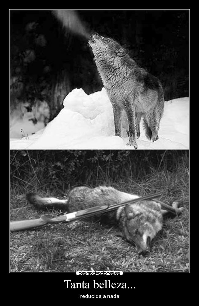 Tanta belleza... - reducida a nada