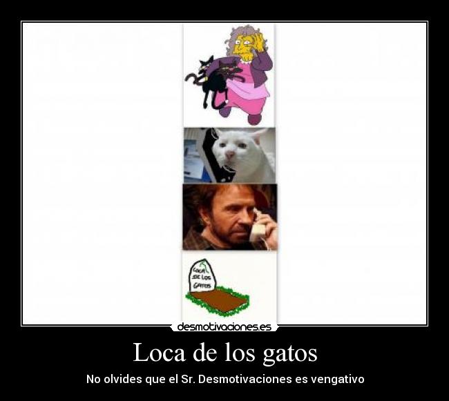 carteles gatos loca desmotivaciones chuck norris desmotivaciones