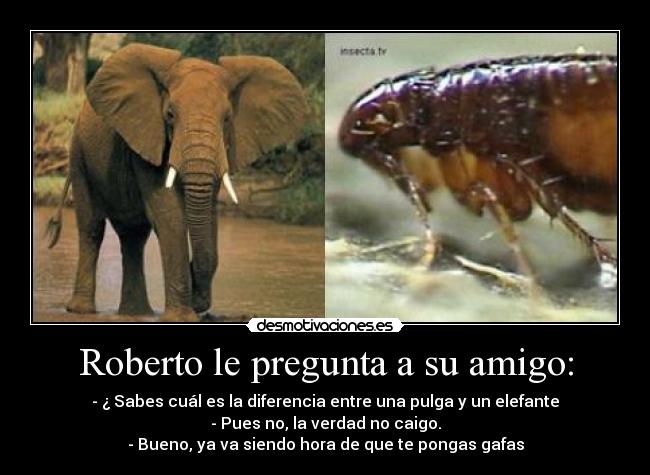 Roberto le pregunta a su amigo: - 