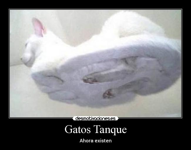 Gatos Tanque - 