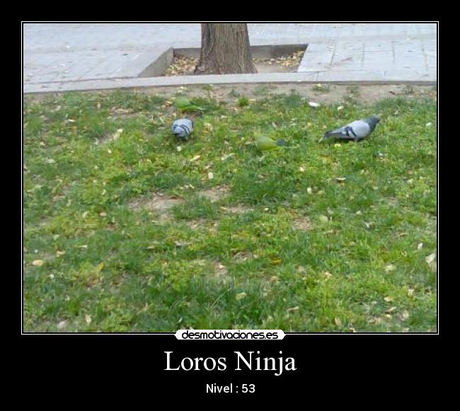 Loros Ninja - Nivel : 53