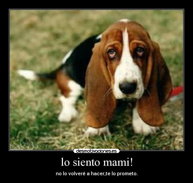 lo siento mami! -