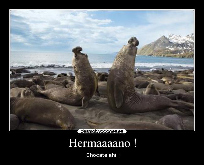 Hermaaaano ! - 