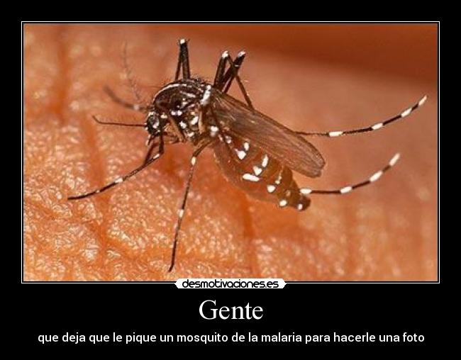 Gente - que deja que le pique un mosquito de la malaria para hacerle una foto