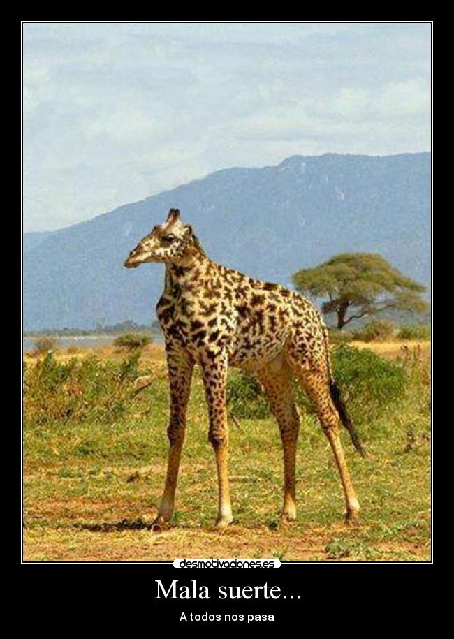 Mala suerte... - 