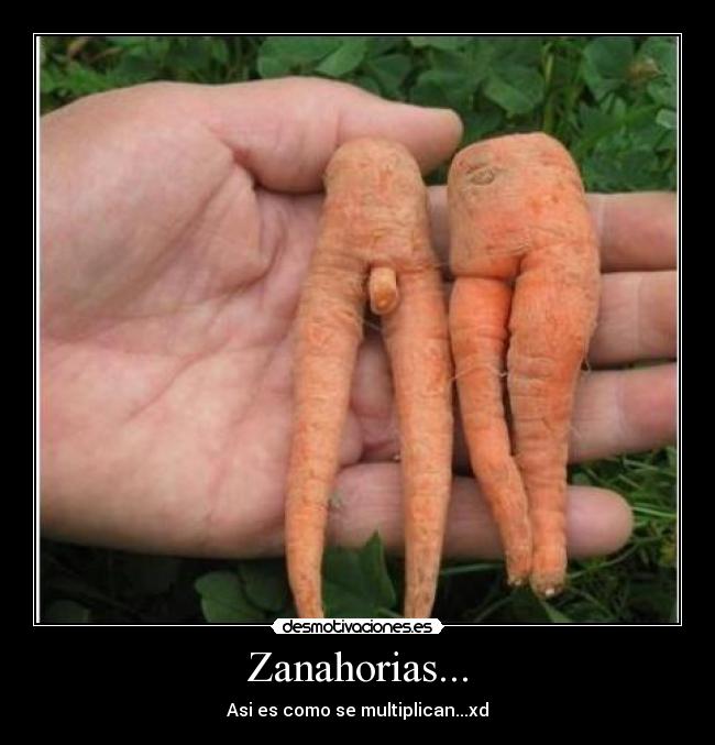 Zanahorias... - Asi es como se multiplican...xd