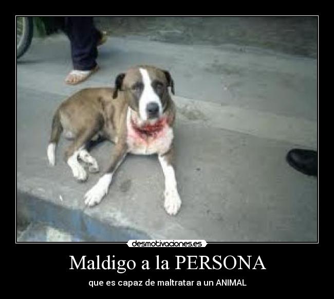 Maldigo a la PERSONA - que es capaz de maltratar a un ANIMAL