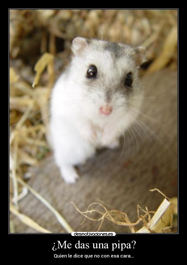 ¿Me das una pipa? -