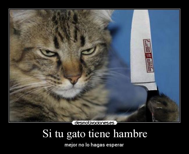 Si tu gato tiene hambre -