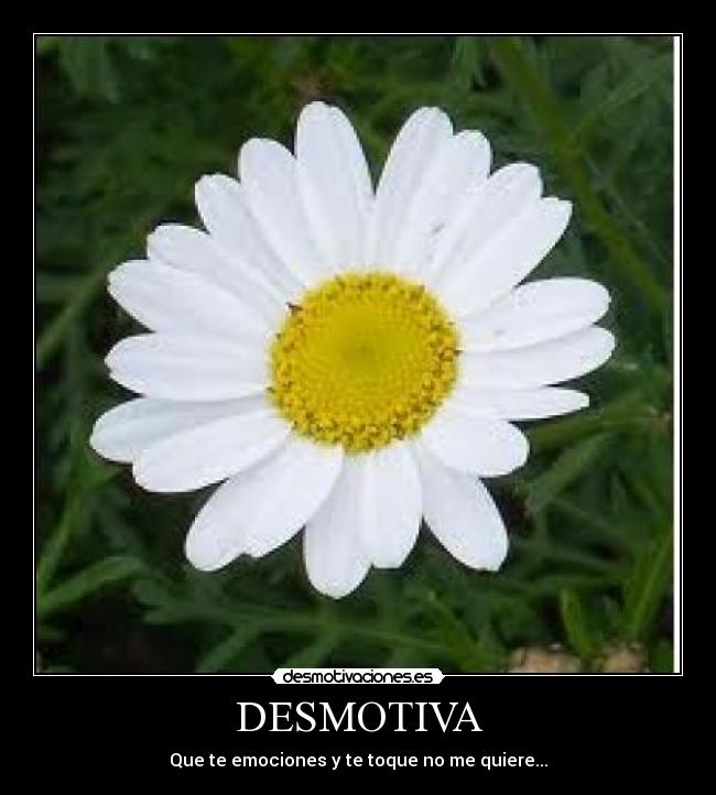 DESMOTIVA - Que te emociones y te toque no me quiere...