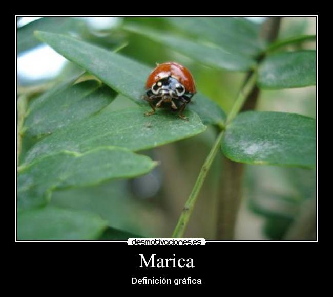 Marica - 