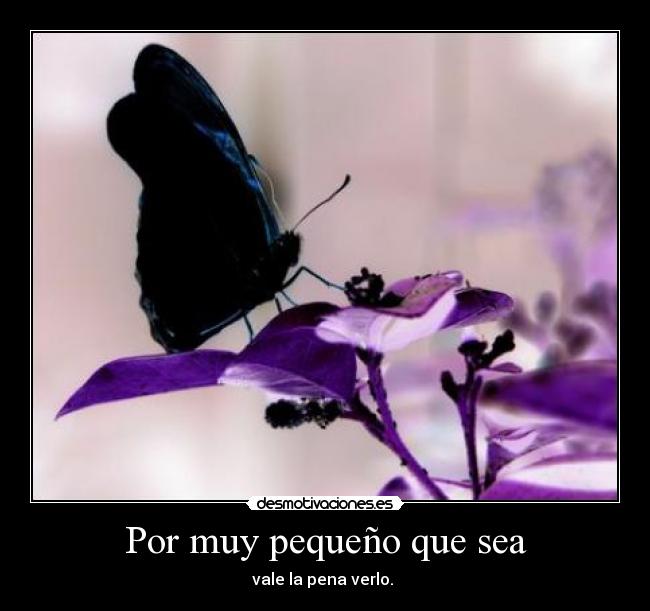 carteles mariposa negra desmotivaciones
