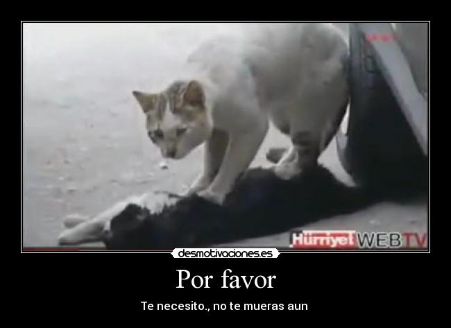 Por favor - 