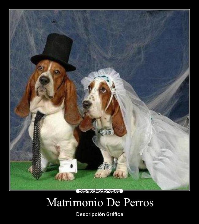 Matrimonio De Perros - Descripción Gráfica