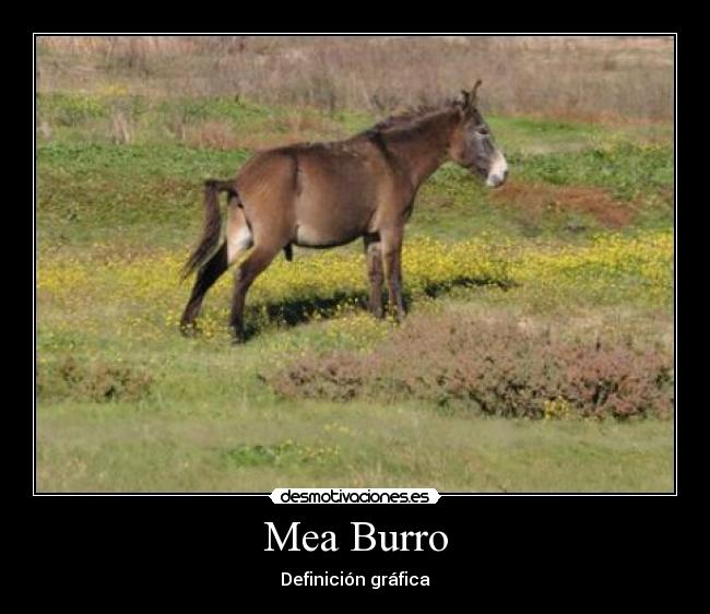 Mea Burro - 