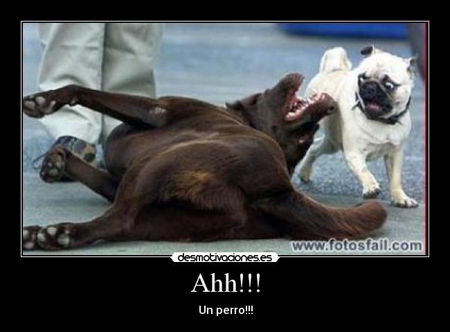 Ahh!!! - Un perro!!!