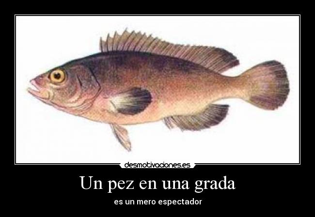 Un pez en una grada - 