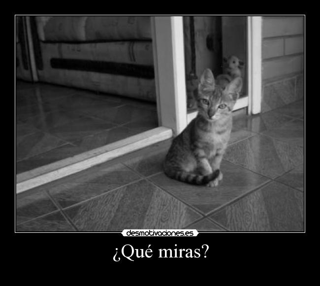 ¿Qué miras? -