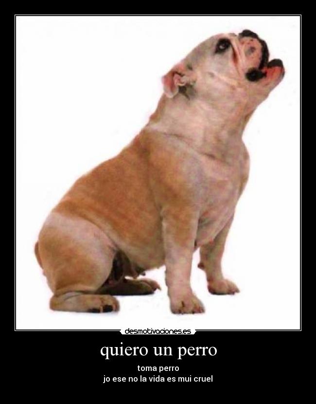 quiero un perro -