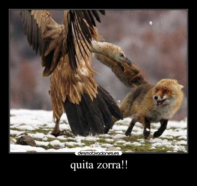 quita zorra!! - 