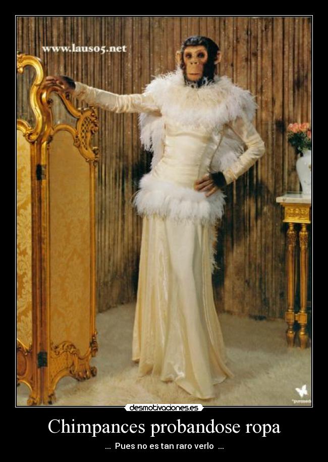 Chimpances probandose ropa -