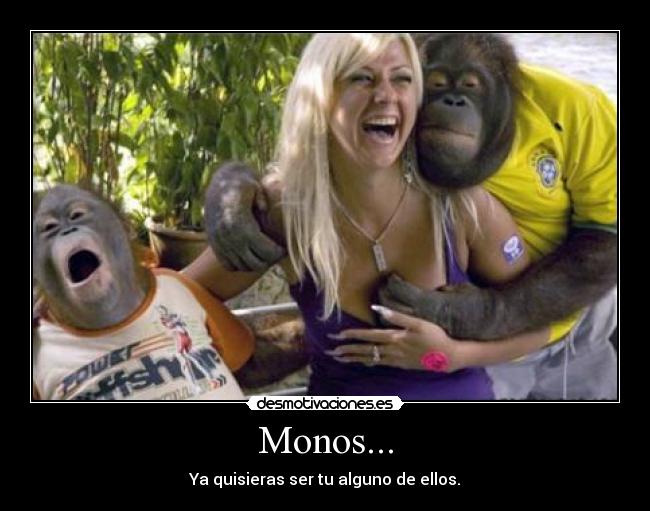 carteles monos desmotivaciones