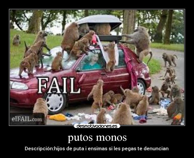 putos monos -