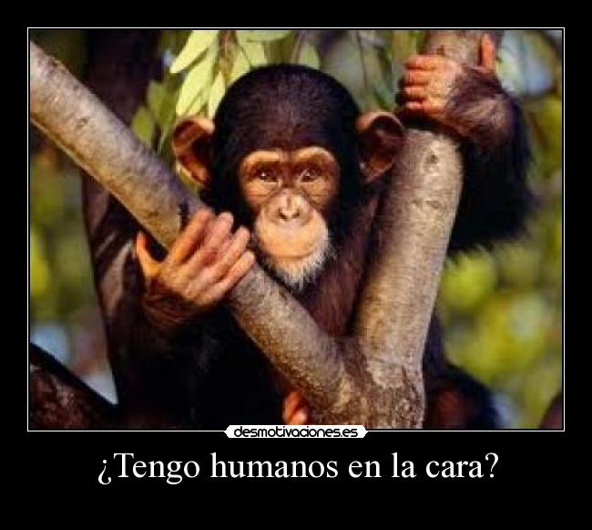 ¿Tengo humanos en la cara? -