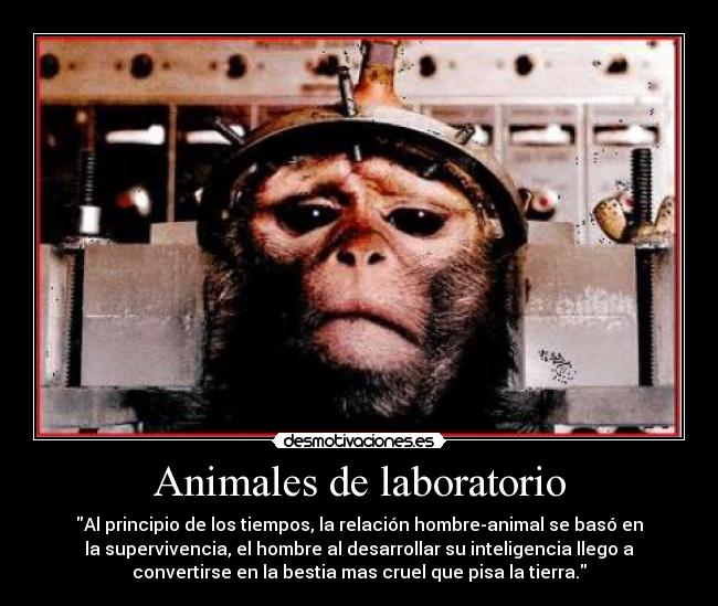 Animales de laboratorio - 