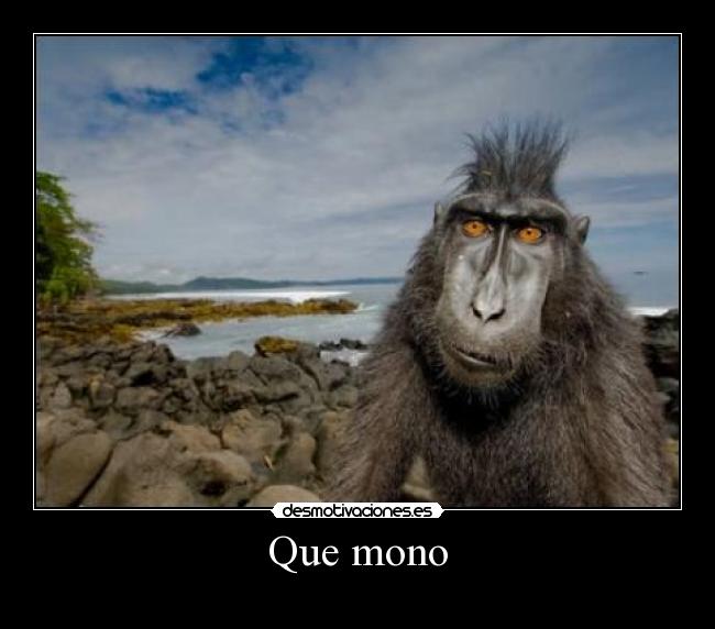 Que mono -