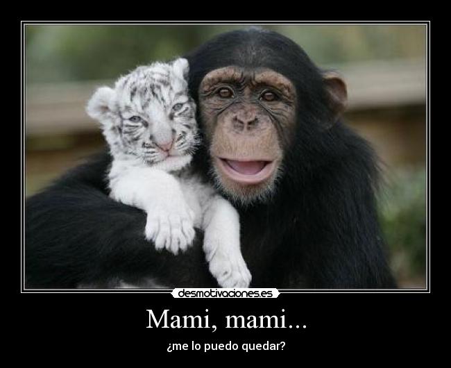 Mami, mami... - ¿me lo puedo quedar?