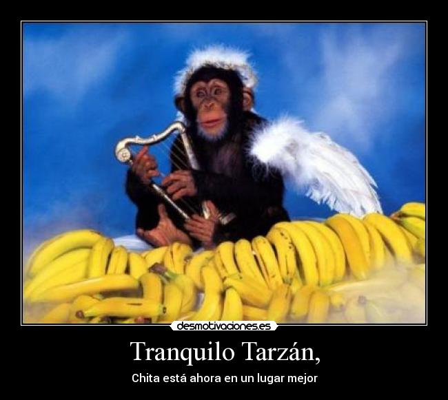 Tranquilo Tarzán, - Chita está ahora en un lugar mejor