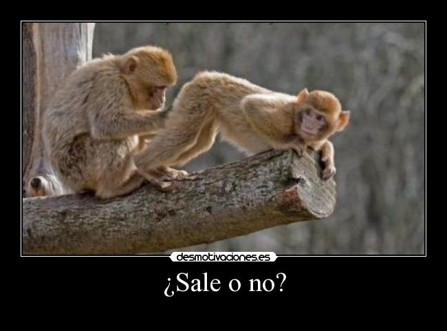 ¿Sale o no? - 