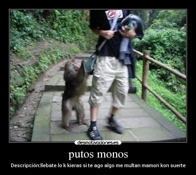 putos monos -