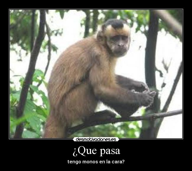 ¿Que pasa - tengo monos en la cara?