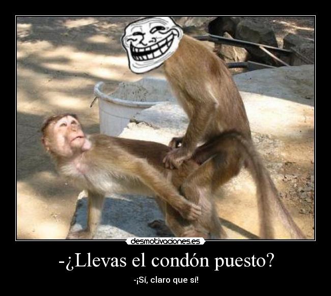 carteles monos follando desmotivaciones