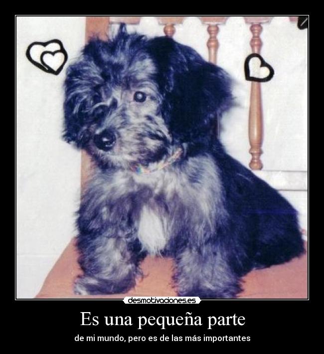 carteles animales animal perro mono importante pequena perrito desmotivaciones