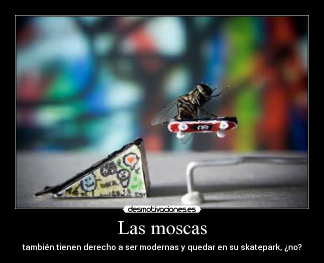 Las moscas - también tienen derecho a ser modernas y quedar en su skatepark, ¿no?