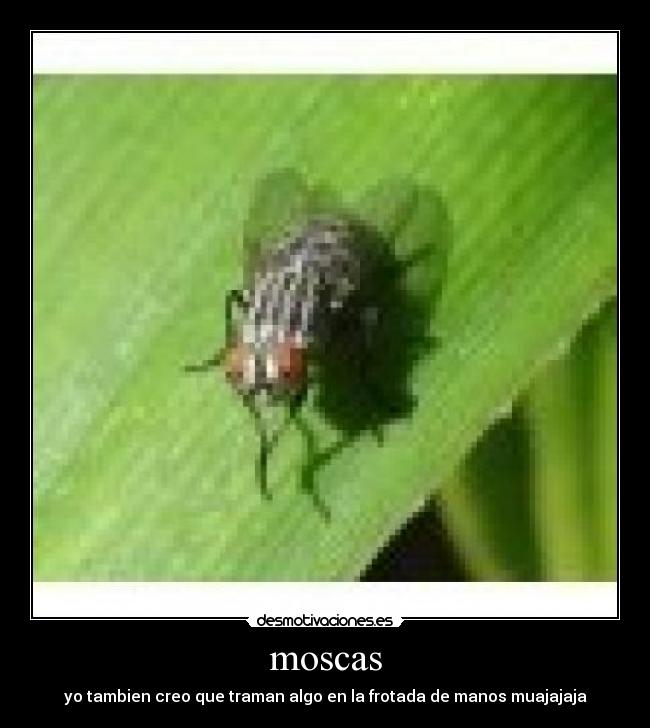 moscas - 