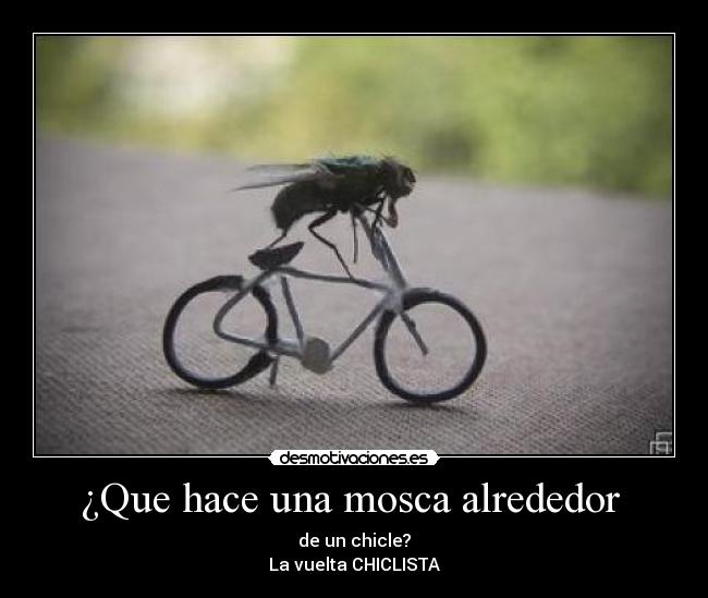 ¿Que hace una mosca alrededor  - 