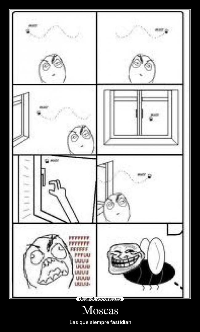 Moscas - 