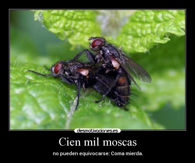 Cien mil moscas - 