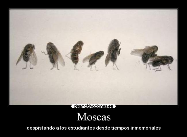 carteles moscas desmotivaciones