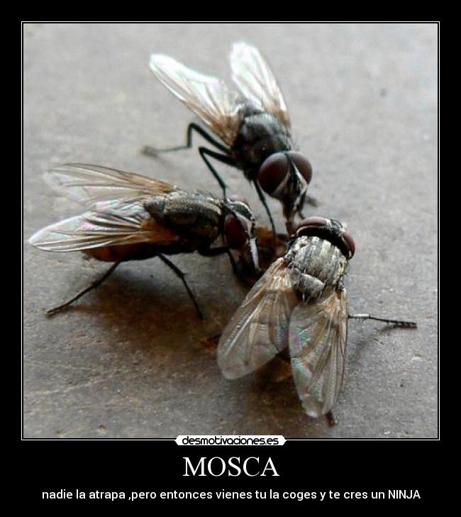 MOSCA -